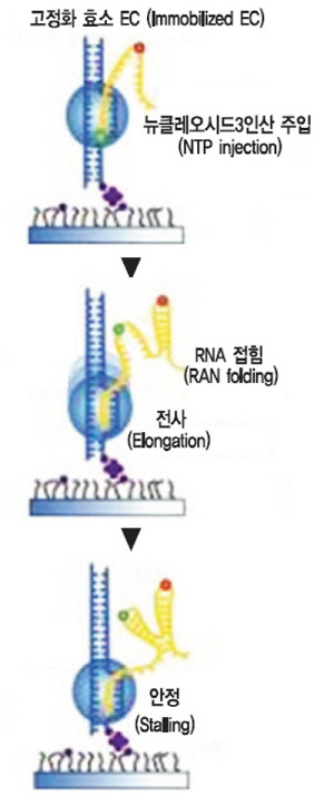 RNA  ؿ ,     